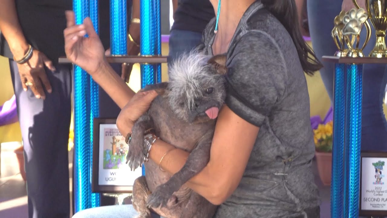 世界醜狗選拔賽選醜不選美 冠軍「笑臉先生」身世坎坷｜20220627 公視新聞全球話