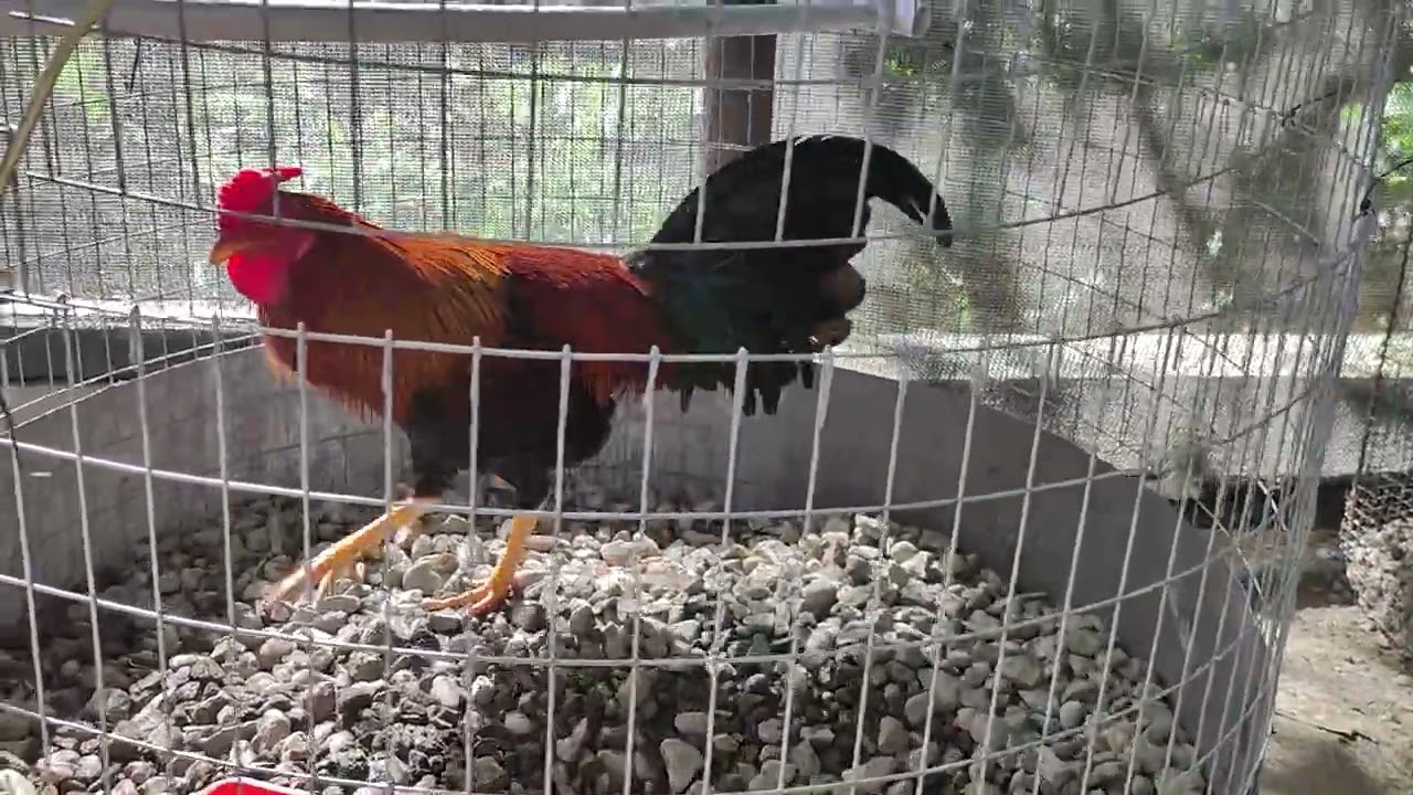 Gallos finos