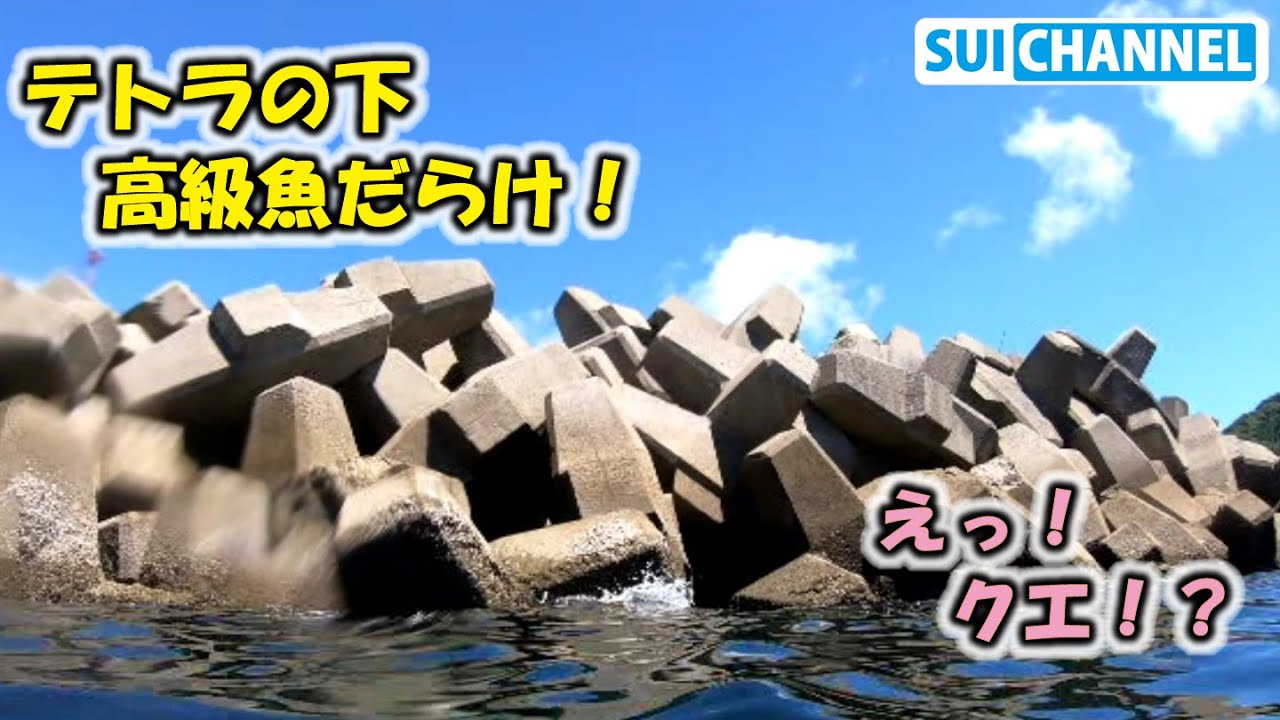 漁港のテトラが大物だらけ！？メジナにイシダイ、あの高級魚も！Dive into the wave-dissipating block of the fishing port