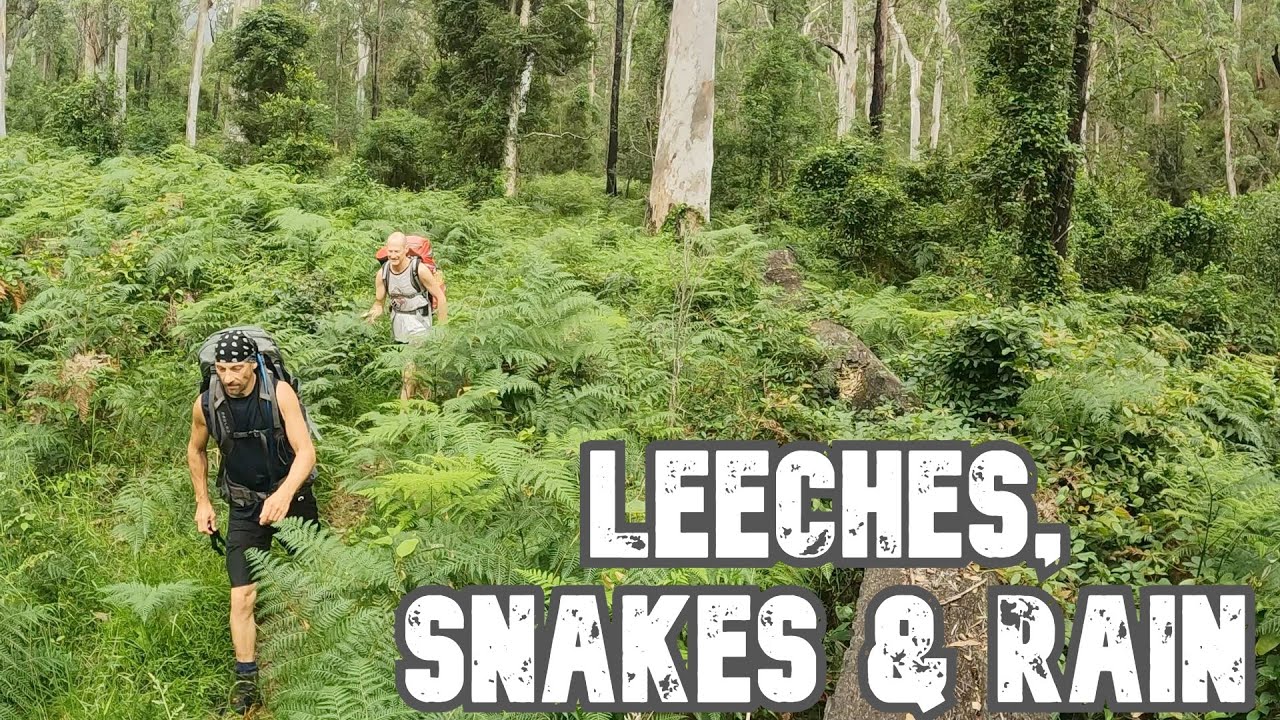 Leeches, Snakes & Rain - Pierces Pass to Acacia Flat | Grose Valley - Blue Mountains NSW Australia