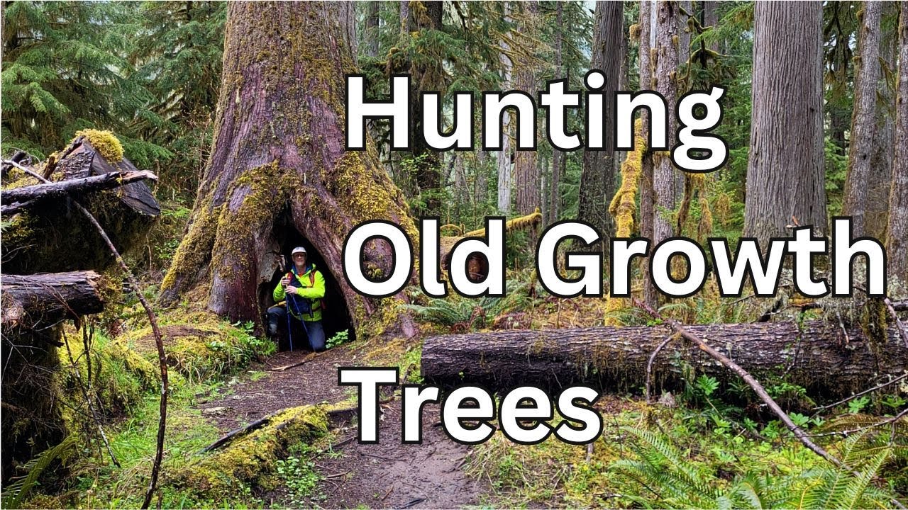 Hunting Old Growth Trees on the Carbon River Trail (Mt. Rainier National Park) - Amputee Outdoors