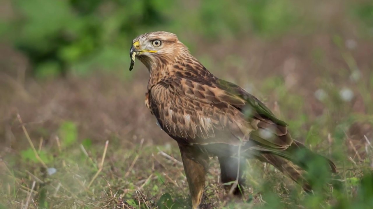 LONG LEGGED BUZZARD QATAR