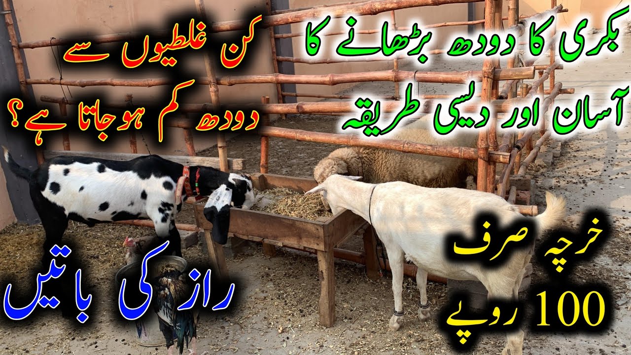 How To Increase Goat Milk In Urdu/Hindi||بکری کا دودھ بڑھانے کا بہترین اور سستا طریقہ