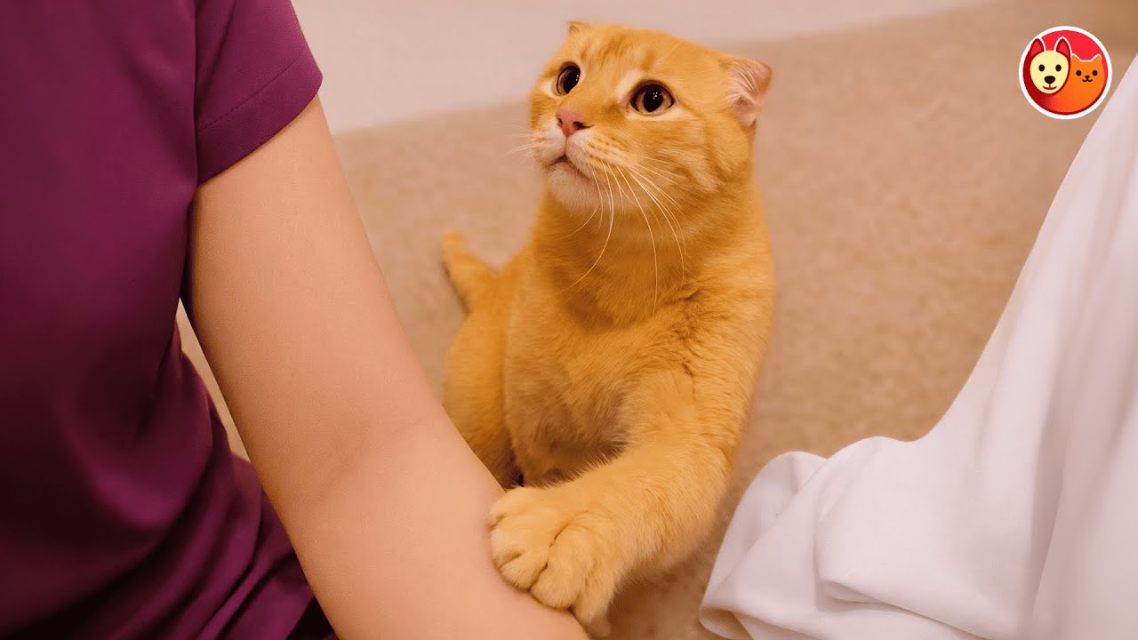 Женщина принесла домой застенчивого кота из приюта — теперь он не перестает говорить.