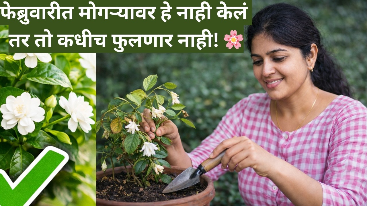 फेब्रुवारी महिना मोगऱ्यासाठी खूप महत्वाचा! ही चूक करू नका!mógra care.jasmine plant care marathi