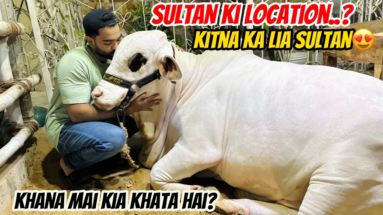 Sultan ki Location reveal kardi😍|Sultan Kitne ka Liya hai..?