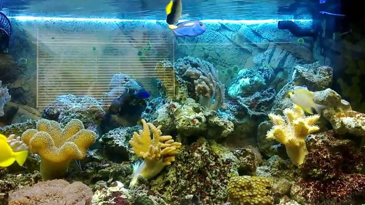 Juwel 180 Marine Aquarium