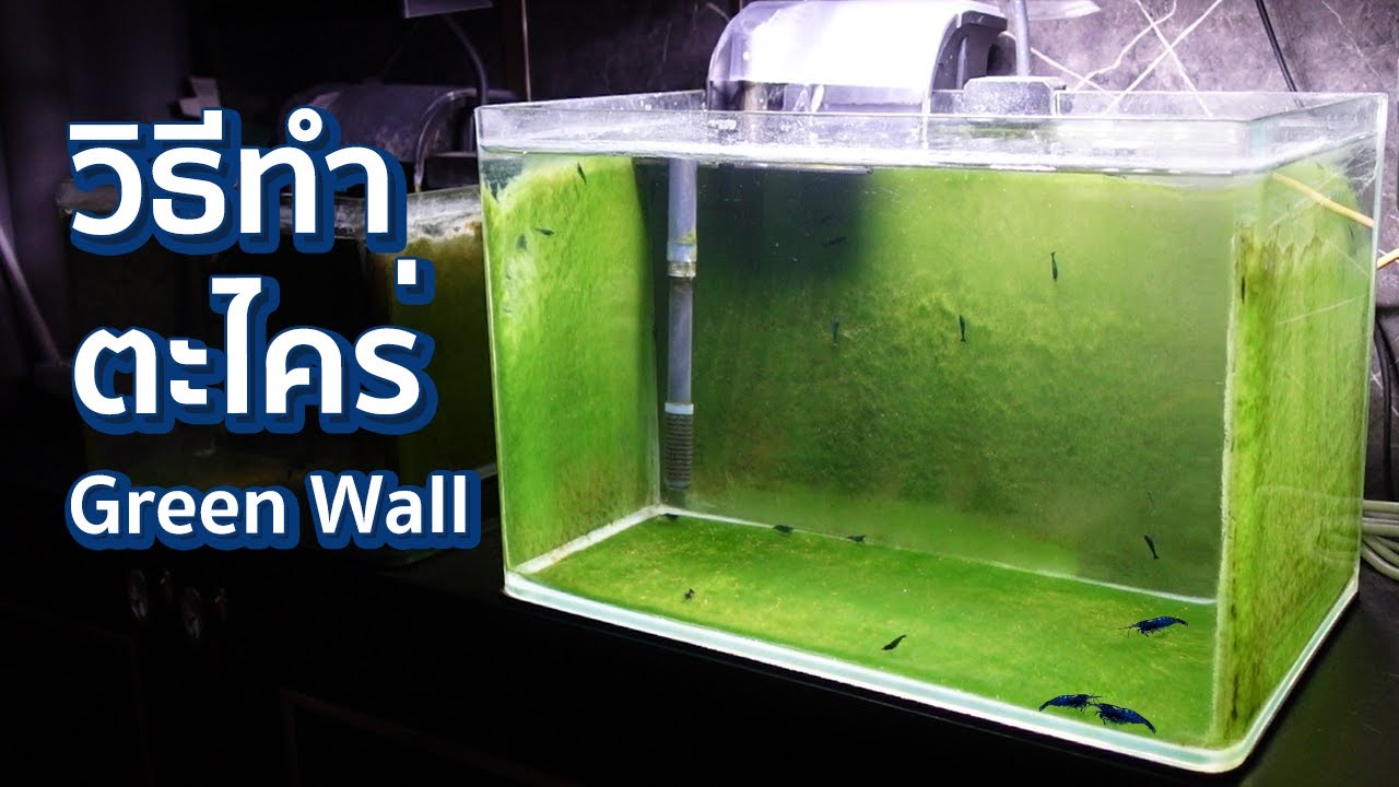 วิธีการทำ Green Wall ตู้ปลาเลี้ยงตะไคร่ บันทึกทุกขั้นตอนใน 1 เดือน!