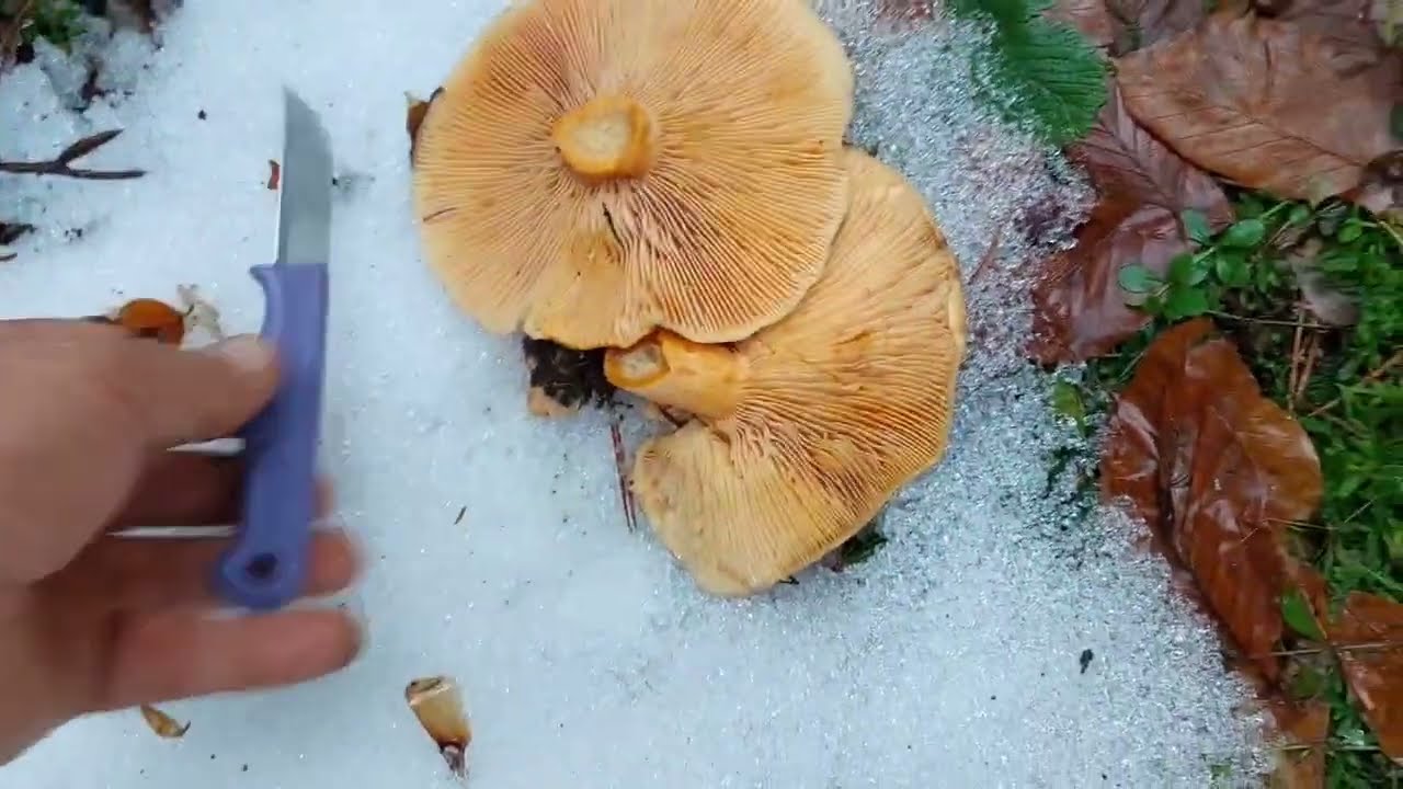 40 cm kar yağışından 3 hafta sonra şanşımızı zorladık.