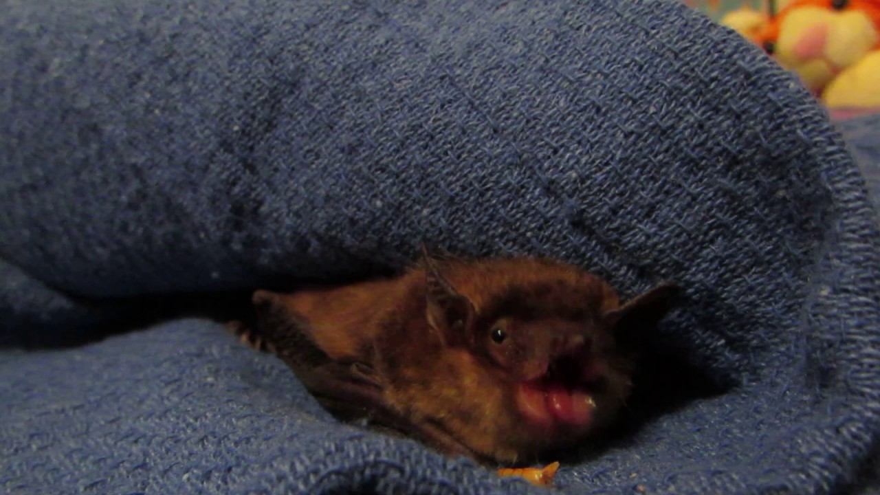 Hand- Feeding Big Brown Bat