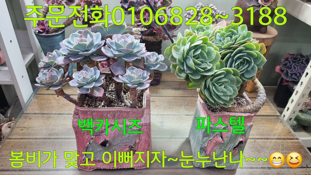 (26.3.2.월)💞판매완료💞올만에 봄비가 와요~😁😆