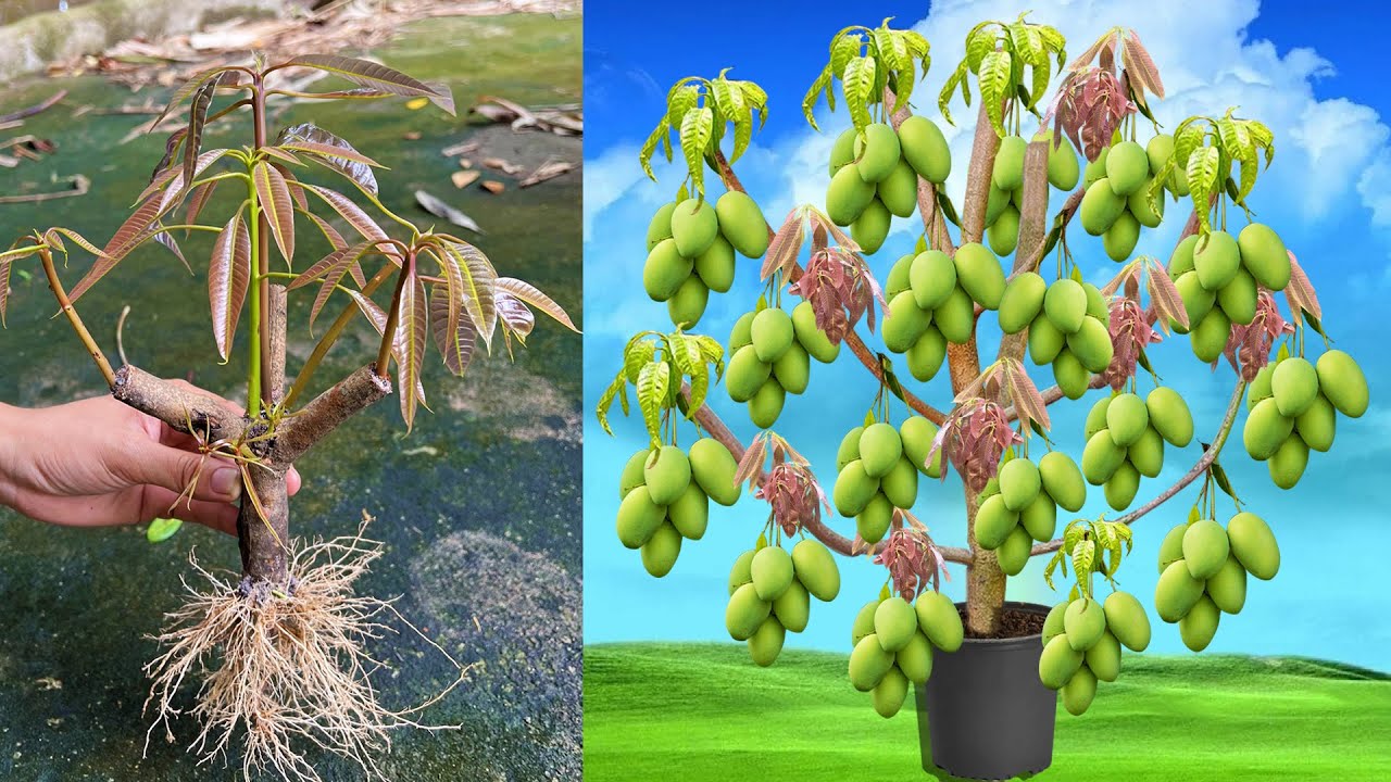 Great idea : Grafting Mango with tomatoes tree to get more fruit | grafting mango tree