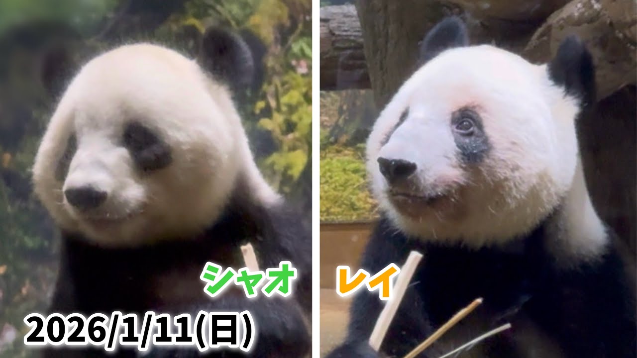【可愛いもぐもぐ🌿シャオシャオ＆レイレイ🐼🐼】〜2026/1/11(日)上野動物園〜　