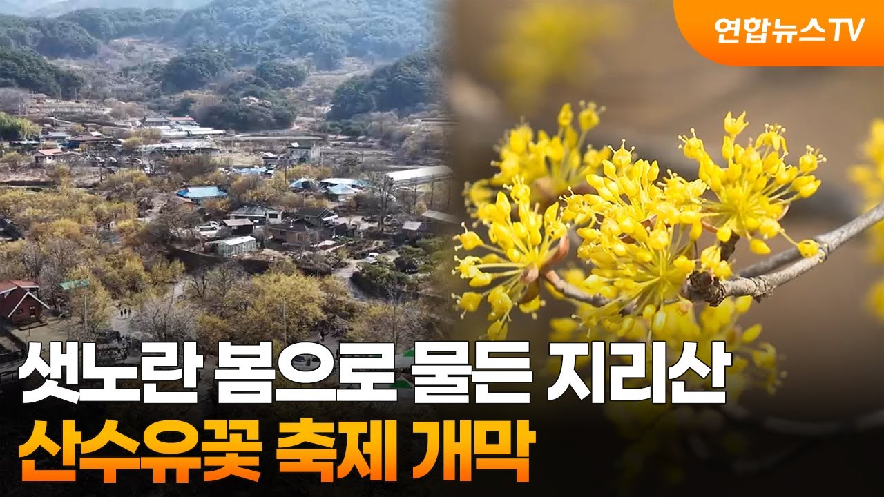 샛노란 봄으로 물든 지리산…산수유꽃 축제 개막 / 연합뉴스TV (YonhapnewsTV)