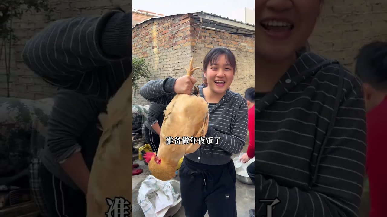 看看广东人家是怎么过新年的，除夕夜学长家准备年夜饭，鸡司令喂的鸡派上用场了，每只鸡都肥的跟小猪一样，家家户户都会汤鸡祈福，其乐融融小芬帮忙一起拔鸡毛，贴新对联放鞭炮，学长爸妈准备了一桌丰盛年夜饭