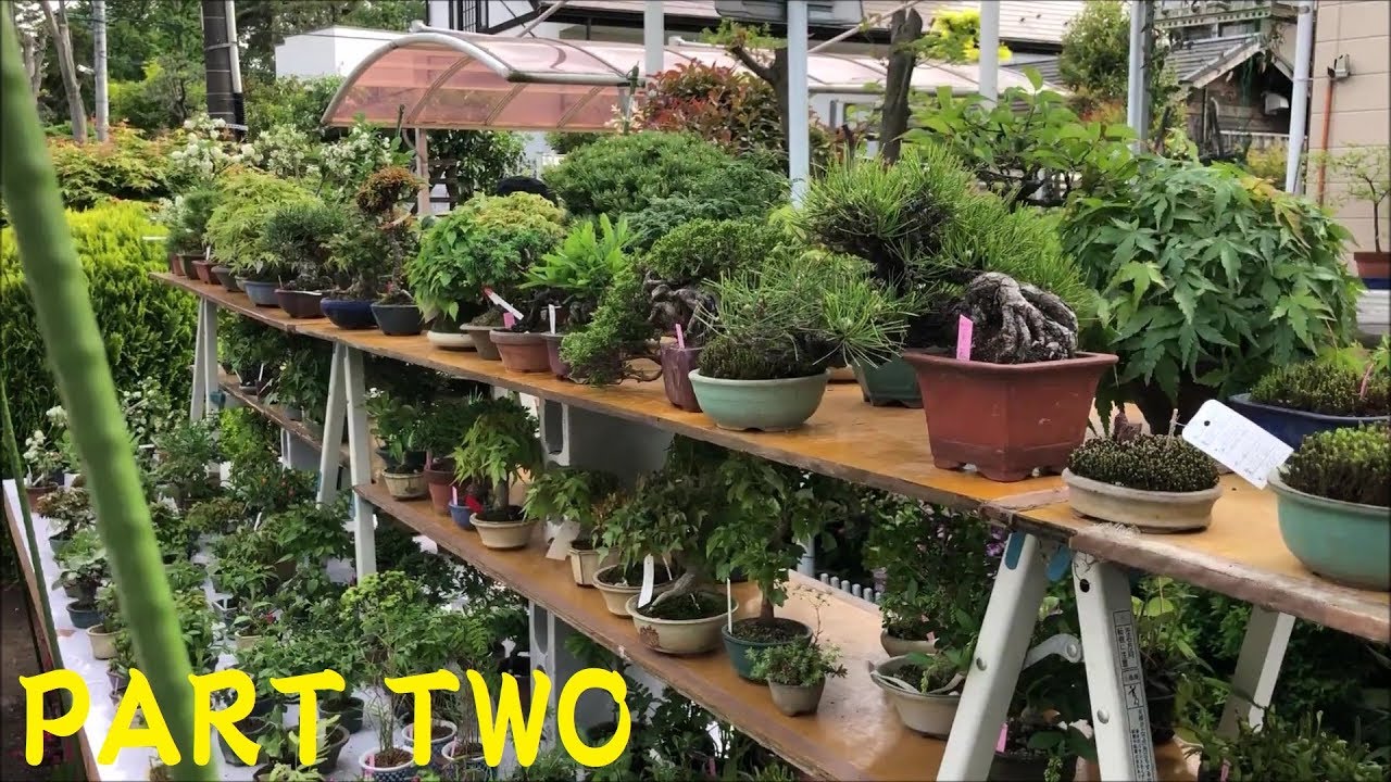 36th OMIYA BONSAI FESTIVAL: May 3~5, 2019  Omiya Bonsai Village, Japan  PART TWO