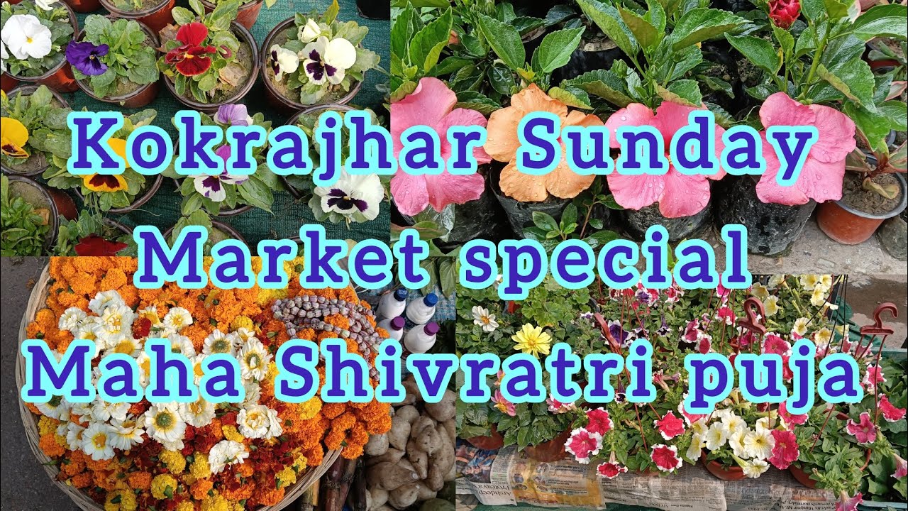 Maha Shivaratri Puja ni shopping kalamdwng 15/02/26