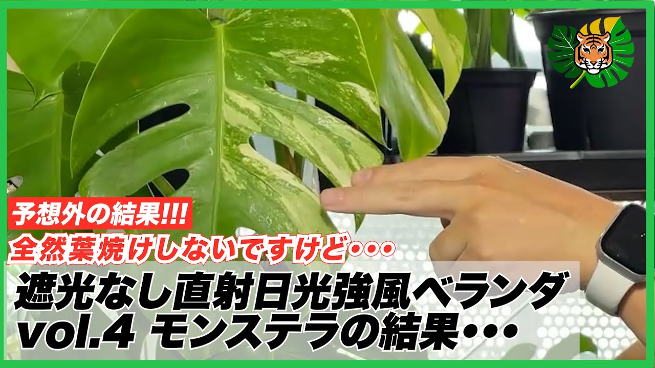 【遮光なし直射日光環境 vol.3】斑入りモンステラは直射日光で焼けないどころか・・・モンステラ×13鉢とアグラオネマ？を室内取り込みがてらメンテナンス