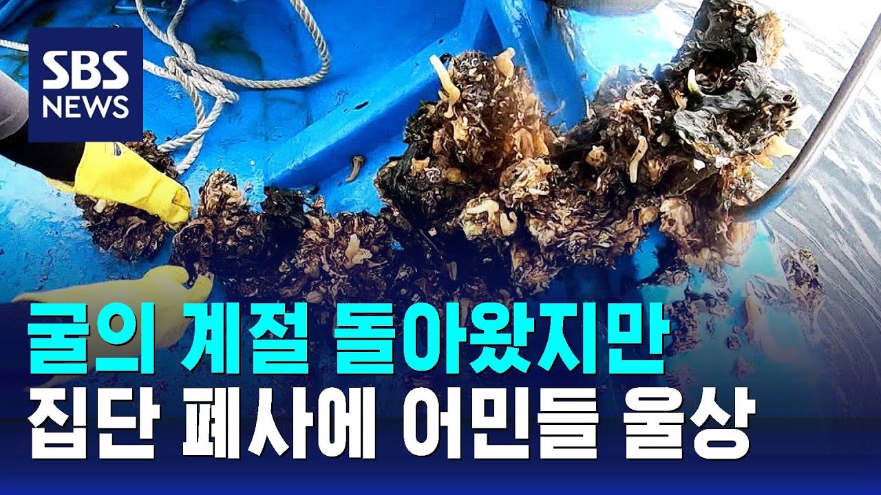 굴의 계절 돌아왔지만…집단 폐사에 어민들 울상 / SBS