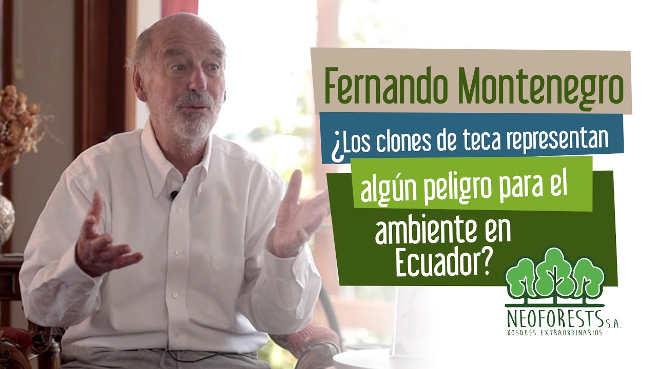 &iquest;Los clones de teca representan alg&uacute;n peligro para el ambiente?