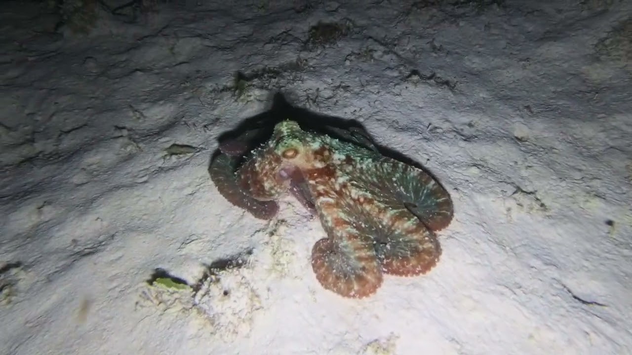 Playa del Carmen - polpo