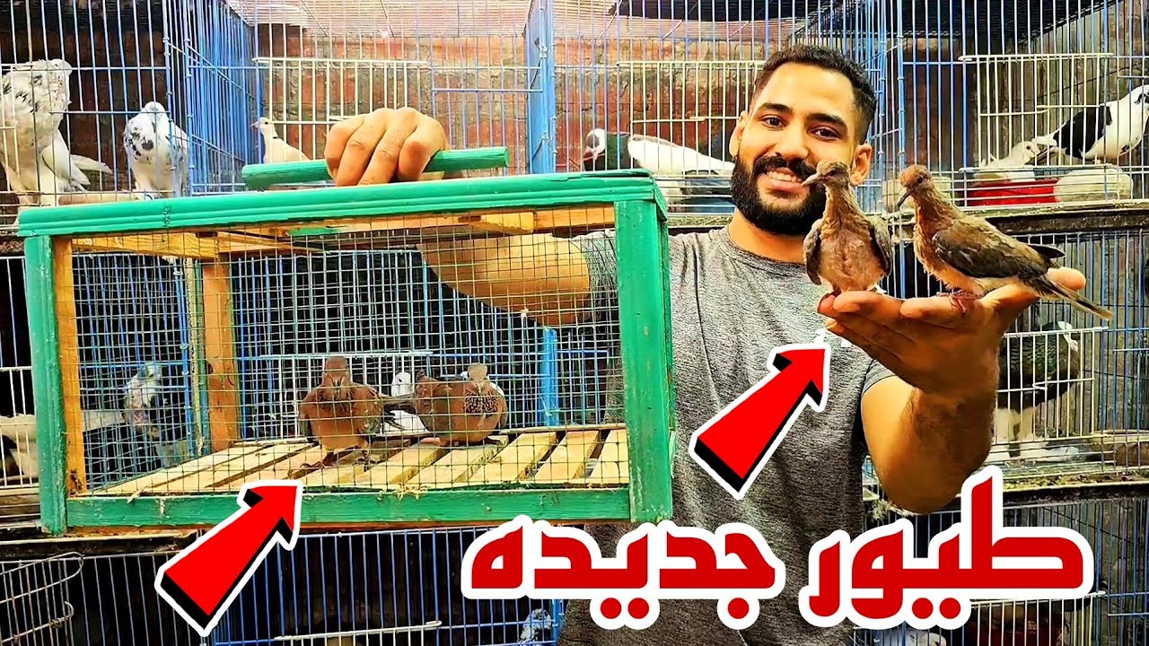 اشتريت طيور جديده 😍كان نفسي اربيها من زمان😯شوف اشتريت ايه