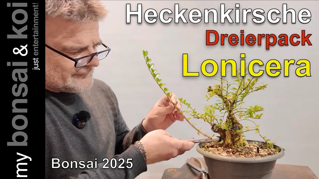 Bonsai 2025-50 - Heckenkirsche - Lonicera im Dreierpack! - #bockaufbonsai