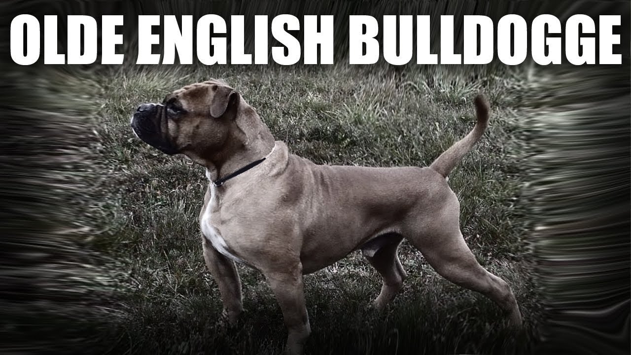THE OLDE ENGLISH BULLDOGGE - A QUICK LOOK AT THE HISTORY AND BREED STANDARD (UPDATED)