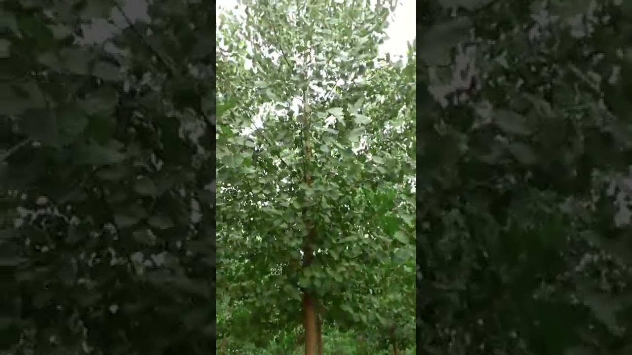 poplar tree 109 warti