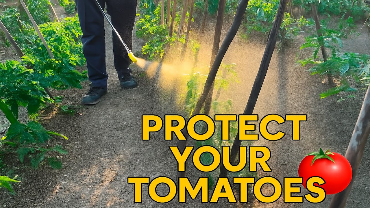 How to Protect Tomato Plants 🌿 | Copper + Sulfur Spray Explained
