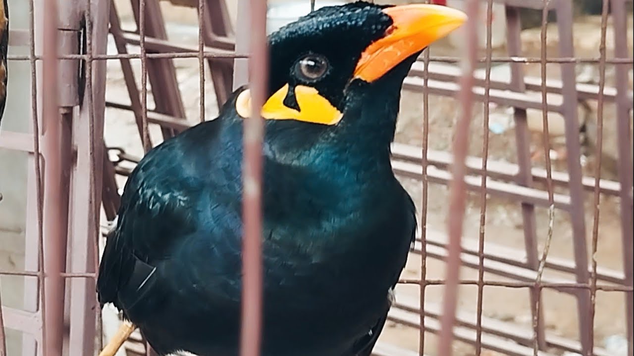 ময়না পাখি চকলেট নিয়ে গেছে। আবারো ময়নাকে দেখতে পেলাম।