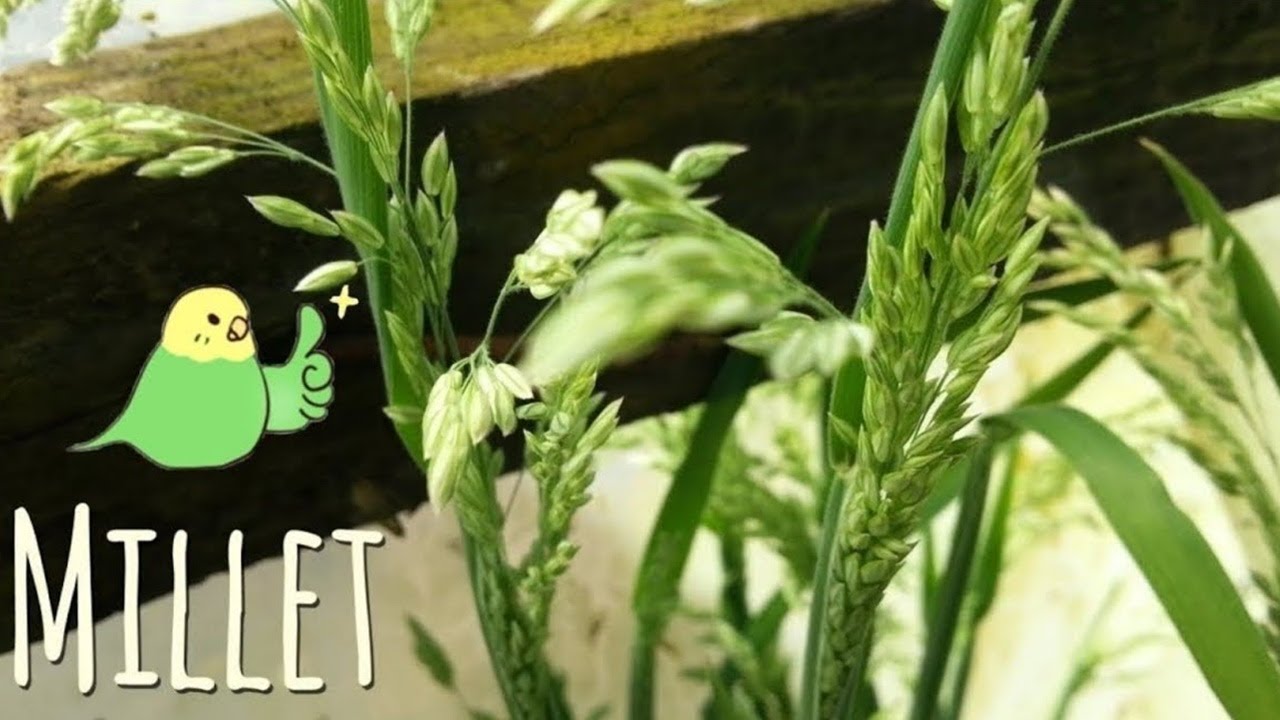 Trying to Grow a Millet in my Garden *turns out it's a grass