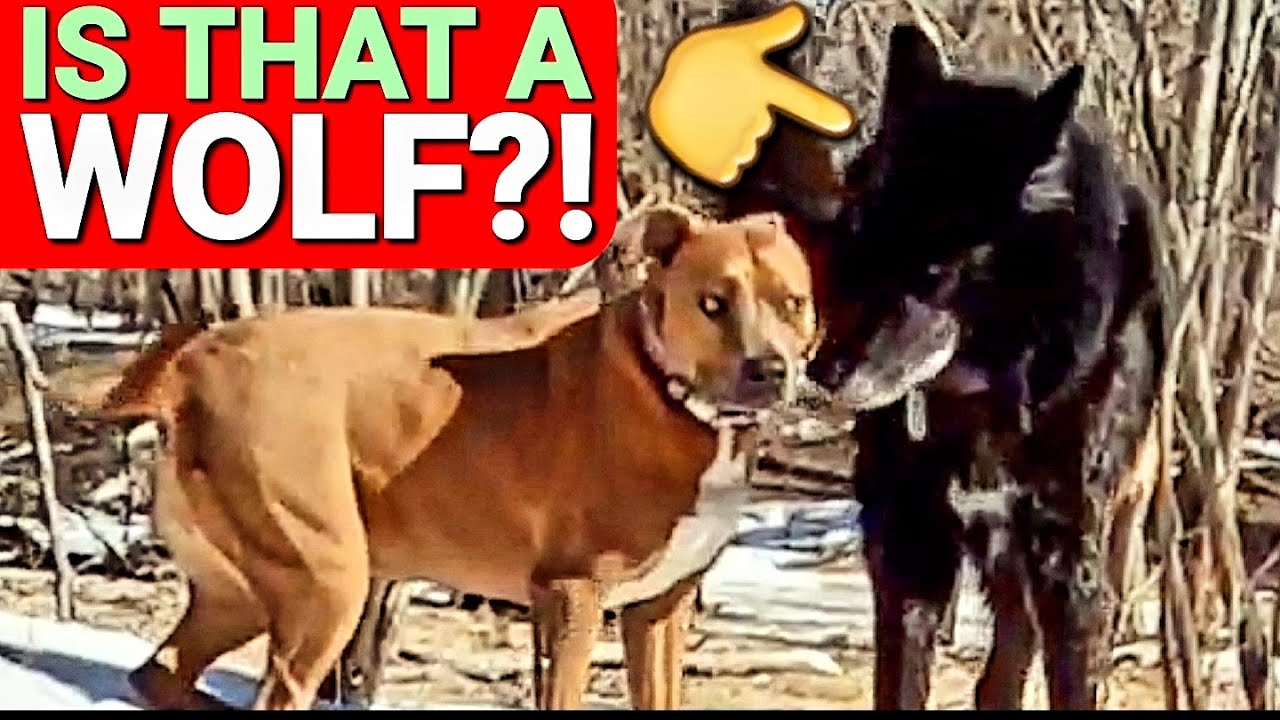 Is That a WOLF?! - Kurgan Scares Pitbull Owner at Dog Park!