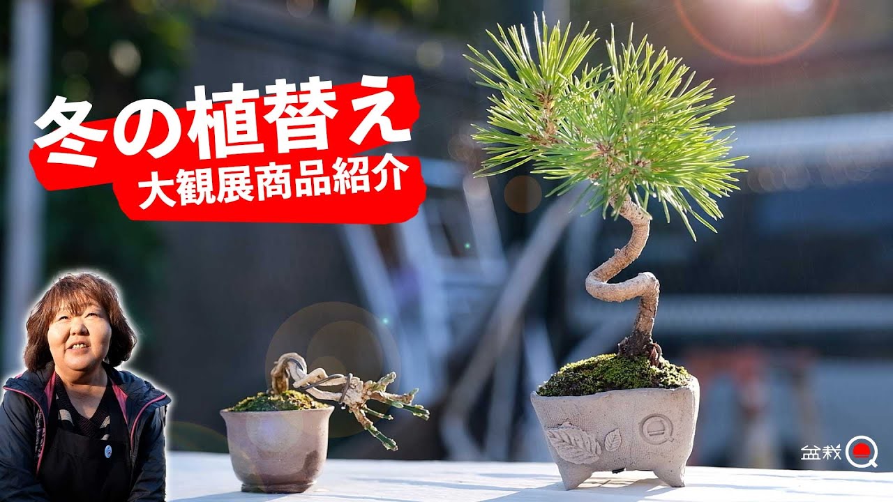 11月の黒松・黄梅植替え。大野さんの大観展商品紹介【盆栽Q】