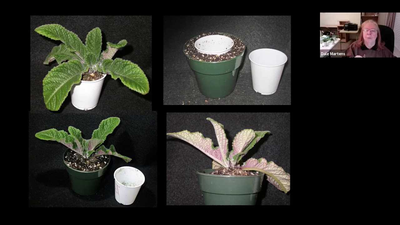 Dale Martens Streptocarpus Zoom Meeting for the Sweetwater African Violet Society