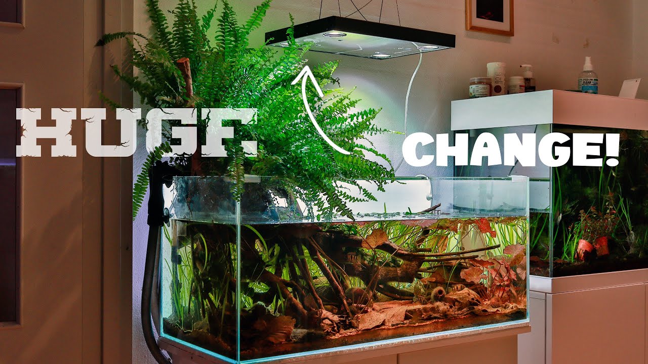 SOMETHING CHANGED THIS TANK COMPLETELY!