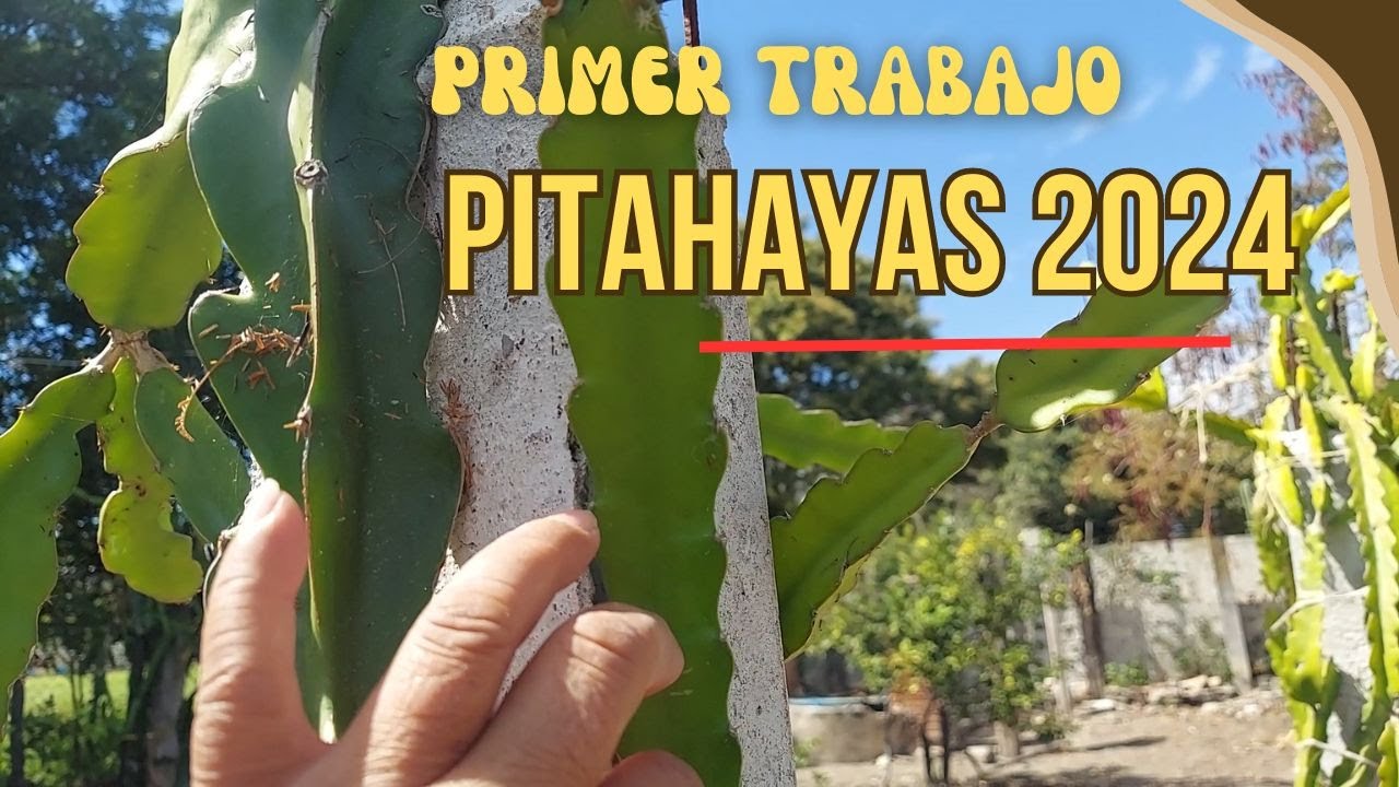 primer trabajo en mi pitahayas que hacer? como producir mas pitahaya