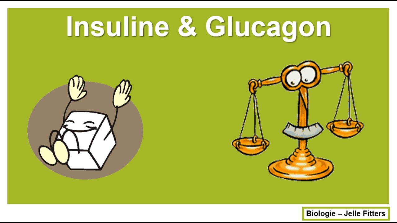 Regeling - Insuline & Glucagon