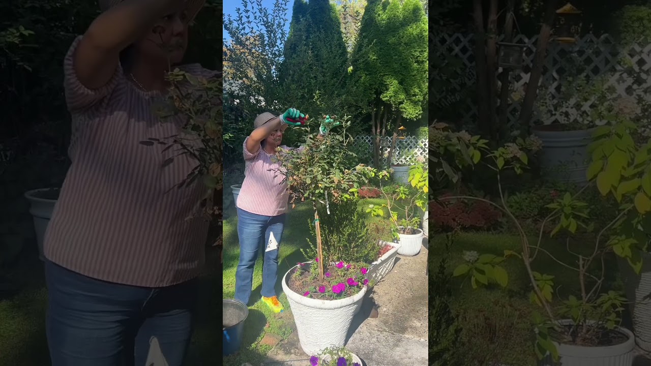 Goodbye Summer Blooms/ Hello Fall Chores