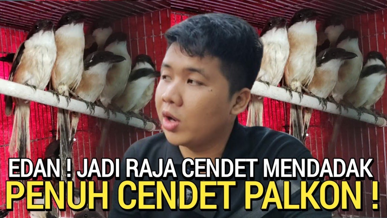 KACER 50RB ! RATUSAN EKOR BURUNG CENDET HITAM PALKON DI KIOS SIGIT PASAR BURUNG PRAMUKA HARI INI