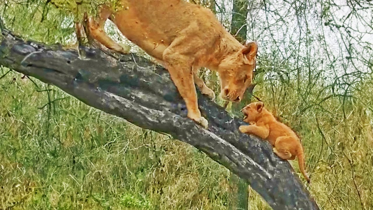 Lioness Teaches Tiny Cubs to Climb Tree