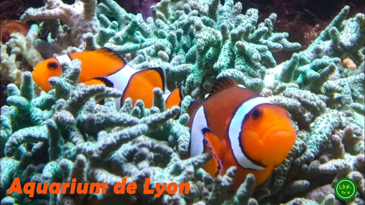 Aquarium de Lyon, France