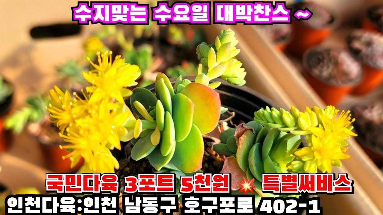 [인천다육]❤️수지맞는 수요일 대박찬스 ⚠️ 국민다육 3포트 5천원 ⚠️ 3만원 구매시 써비스증정 🏡 인천 남동구 호구포로 402-1 ☎️ 010-5316-7402 
