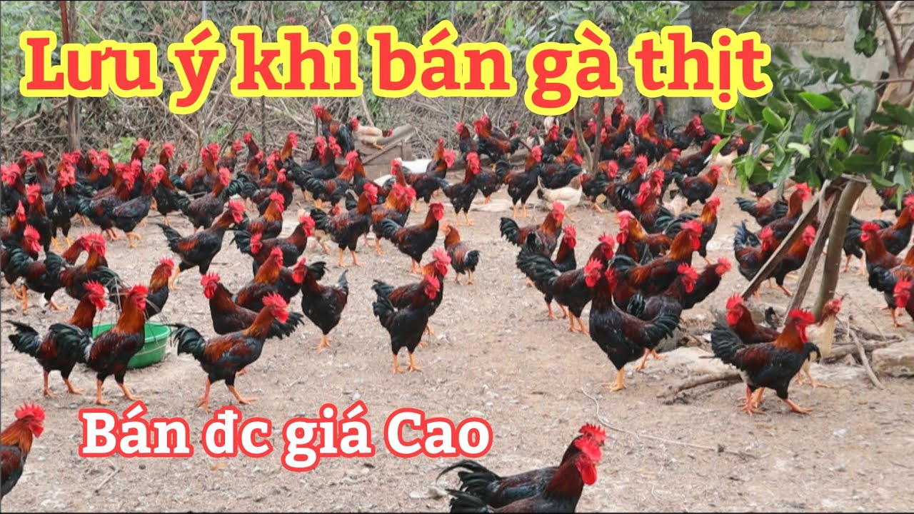 Những Lưu &Yacute; Khi B&aacute;n G&agrave; Thịt Được Gi&aacute; Hơn !