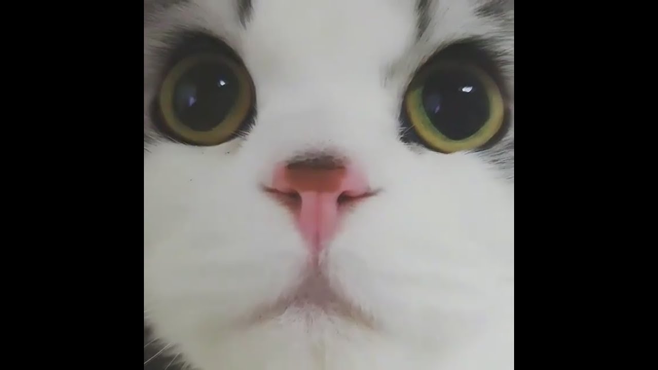 Puffy kittens forever video compilation 2017