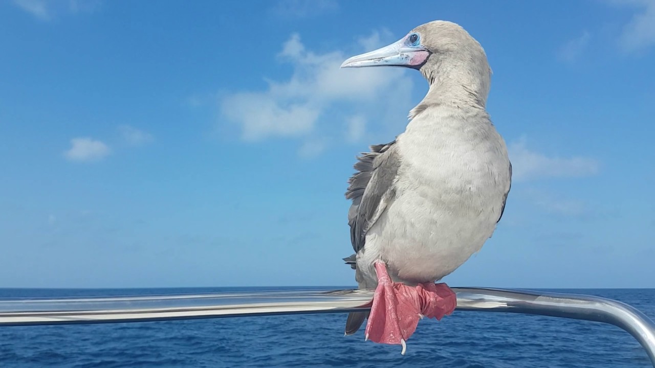 Wayfinder Voyages - Day at Sea