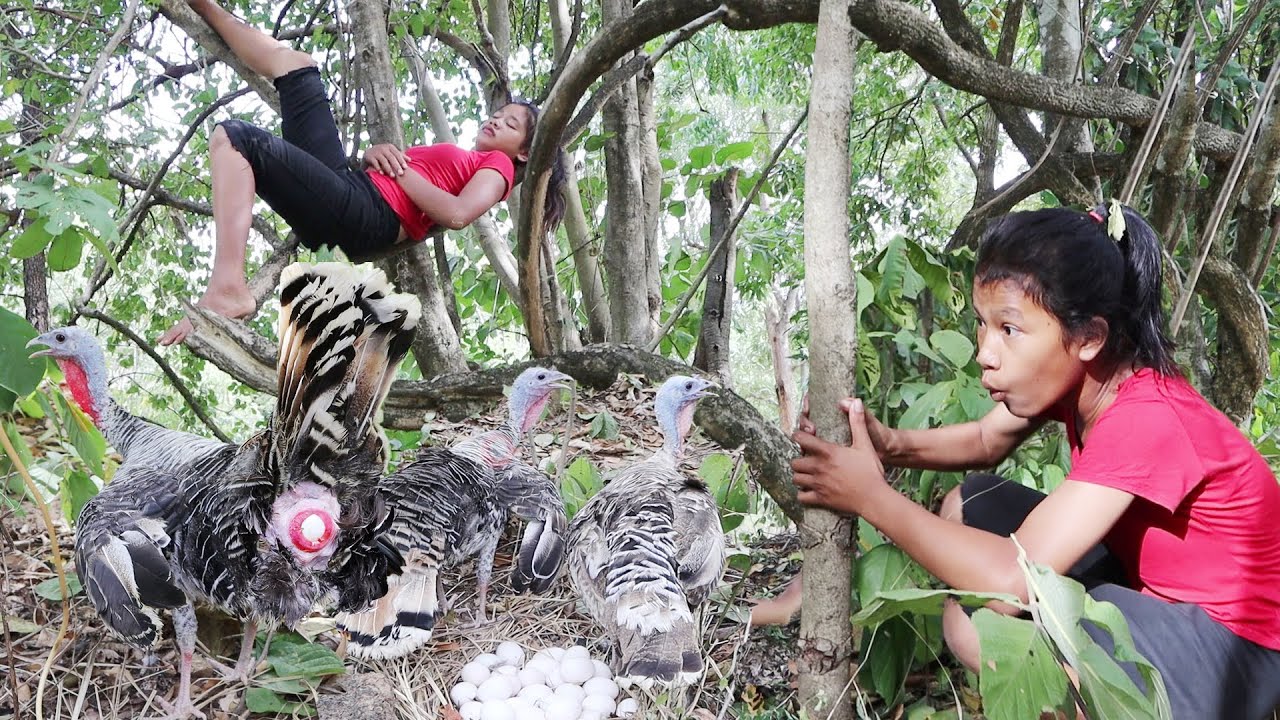 Wow! Meet a lot laying eggs turkey - Pick Turkey egg to Cook with Chili sauce for dinner in forest