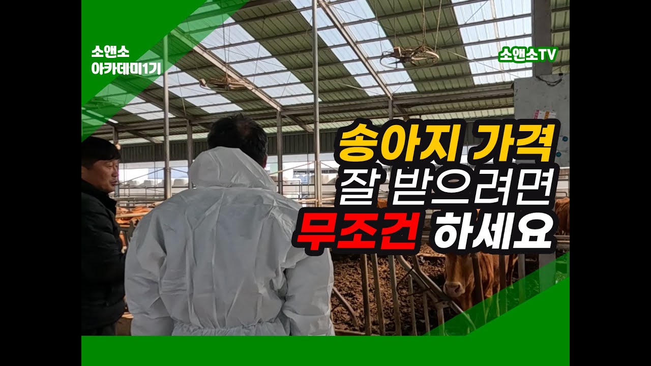 송아지 가격 잘 받으려면 무조건 하세요