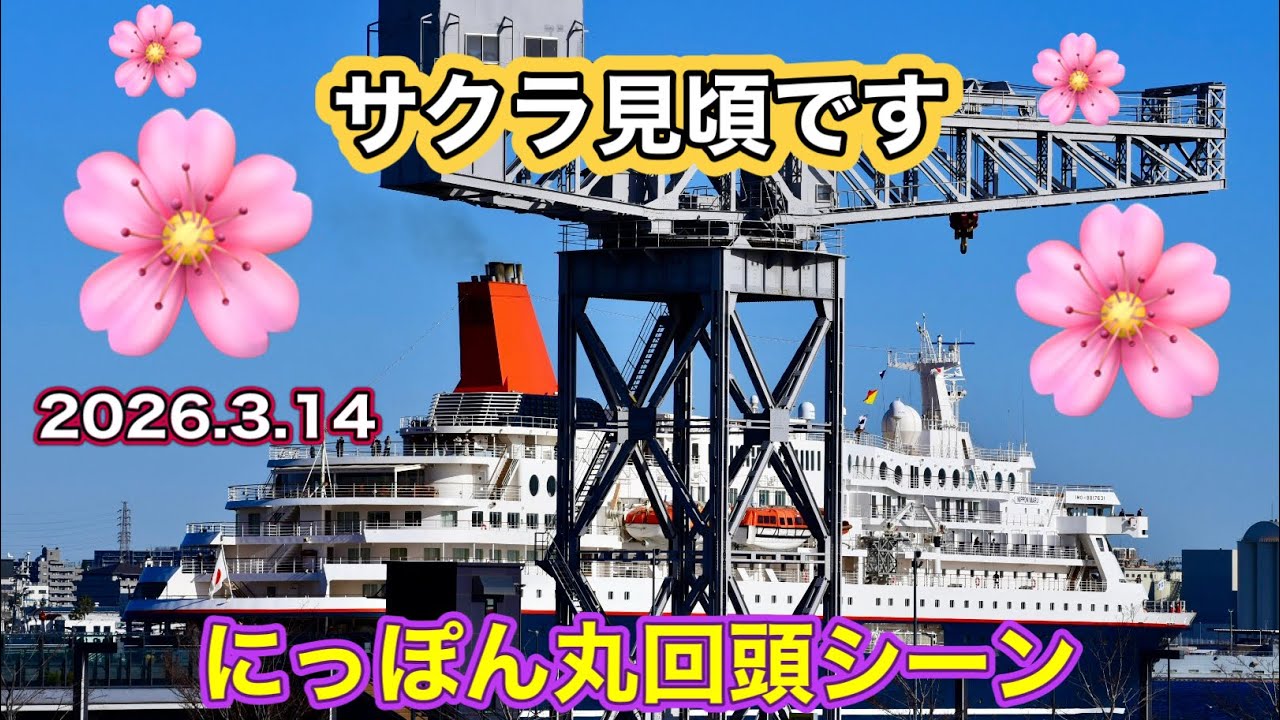 【サクラ見頃🌸】にっぽん丸回頭シーン　2026.3.14
