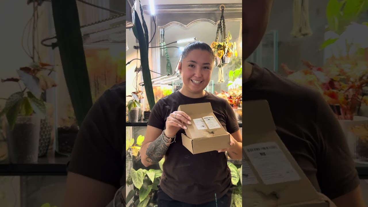 De la plante aux poissons 🌿🐠 |  création de mon premier aquarium planté ( KubuS 33l )